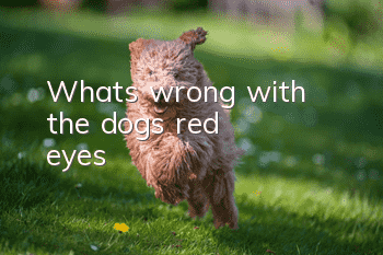 What's wrong with the dog's red eyes?