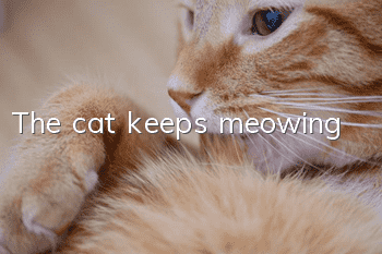 The cat keeps meowing