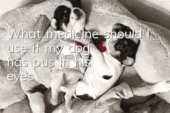 What medicine should I use if my dog has pus in his eyes?