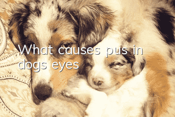 What causes pus in dogs’ eyes?
