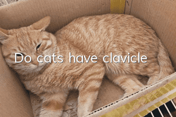 Do cats have clavicle?