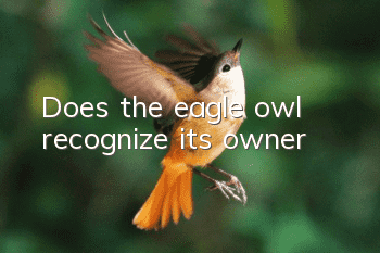 Does the eagle owl recognize its owner?