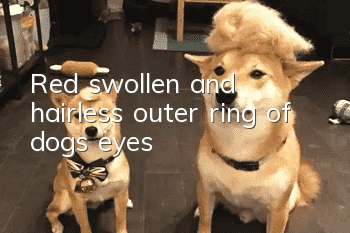 Red, swollen and hairless outer ring of dog's eyes