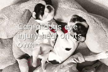 Can a dog’s eye injury heal on its own?
