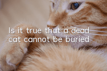 Is it true that a dead cat cannot be buried?