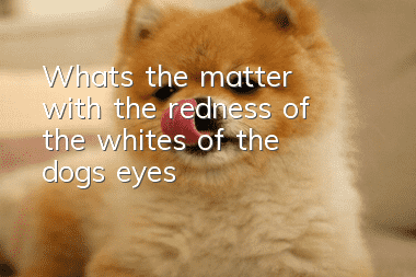 What’s the matter with the redness of the whites of the dog’s eyes?