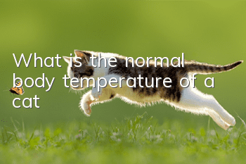 What is the normal body temperature of a cat?