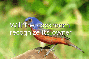 Will the cockroach recognize its owner?