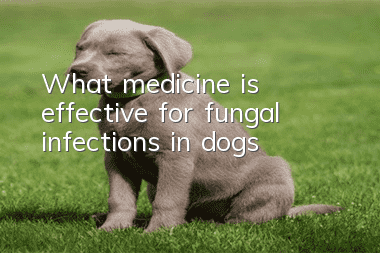What medicine is effective for fungal infections in dogs?