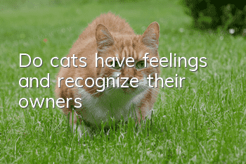 Do cats have feelings and recognize their owners?