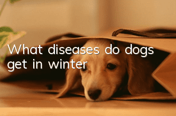 What diseases do dogs get in winter?