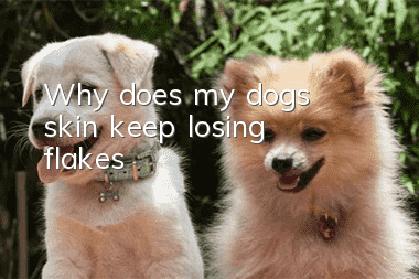 Why does my dog’s skin keep losing flakes?