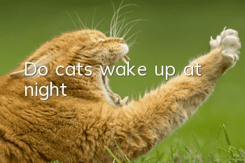 Do cats wake up at night?