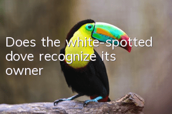 Does the white-spotted dove recognize its owner?