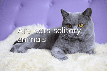 Are cats solitary animals?