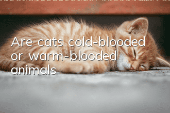 Are cats cold-blooded or warm-blooded animals?