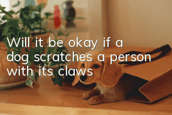 Will it be okay if a dog scratches a person with its claws?