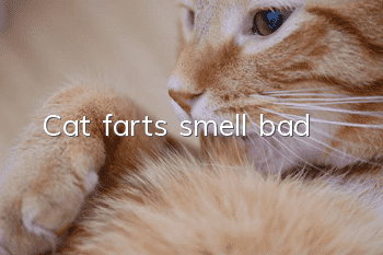 Cat farts smell bad