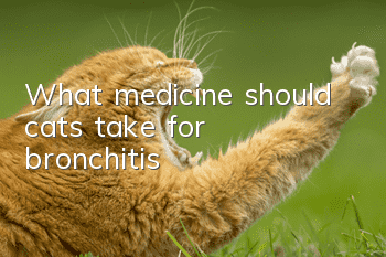 What medicine should cats take for bronchitis?