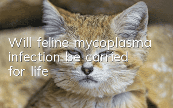 Will feline mycoplasma infection be carried for life?