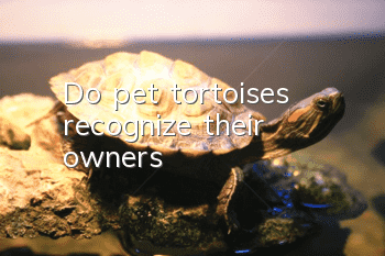 Do pet tortoises recognize their owners?