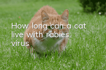 How long can a cat live with rabies virus?
