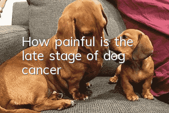 How painful is the late stage of dog cancer?