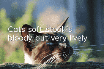 Cat’s soft stool is bloody but very lively