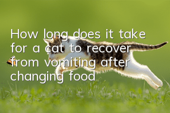 How long does it take for a cat to recover from vomiting after changing food?