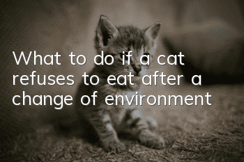 What to do if a cat refuses to eat after a change of environment?
