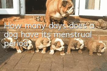 How many days does a dog have its menstrual period?
