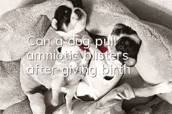 Can a dog pull amniotic blisters after giving birth?