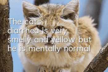 The cat's diarrhea is very smelly and yellow, but he is mentally normal