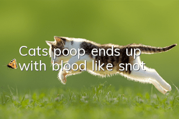 Cat’s poop ends up with blood like snot