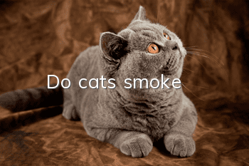 Do cats smoke?