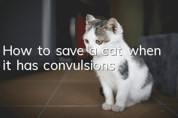 How to save a cat when it has convulsions