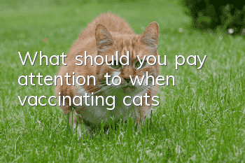 What should you pay attention to when vaccinating cats?
