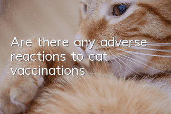 Are there any adverse reactions to cat vaccinations?