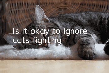 Is it okay to ignore cats fighting?