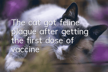 The cat got feline plague after getting the first dose of vaccine