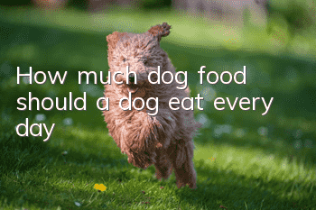 How much dog food should a dog eat every day?