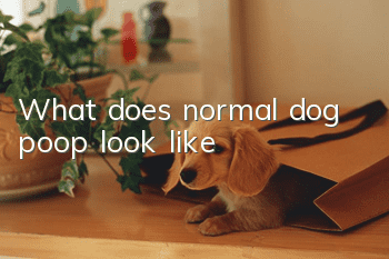 What does normal dog poop look like?