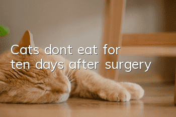 Cats don’t eat for ten days after surgery