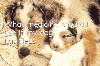What medicine should I use if my dog has fleas?