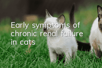 Early symptoms of chronic renal failure in cats