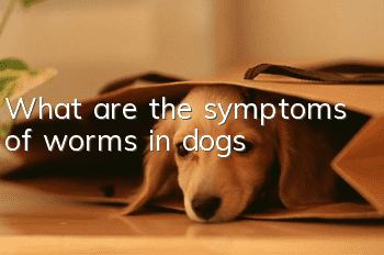 What are the symptoms of worms in dogs?