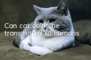 Can cat colds be transmitted to humans?