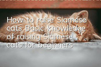 How to raise Siamese cats? Basic knowledge of raising Siamese cats for beginners!