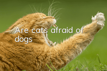 Are cats afraid of dogs?