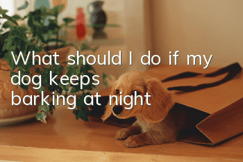 What should I do if my dog keeps barking at night?